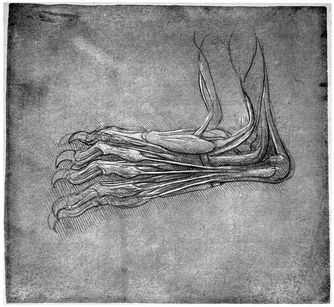 Muscles and sinews in a foot