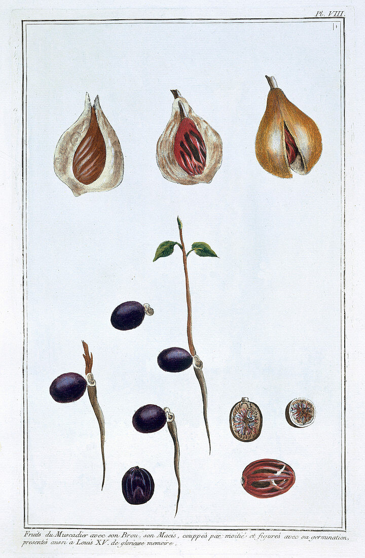 Nutmeg, c1751-1807