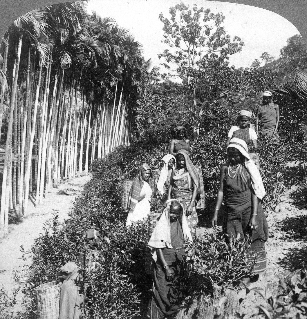 Tamil women picking tea, Sri Lanka, 1903