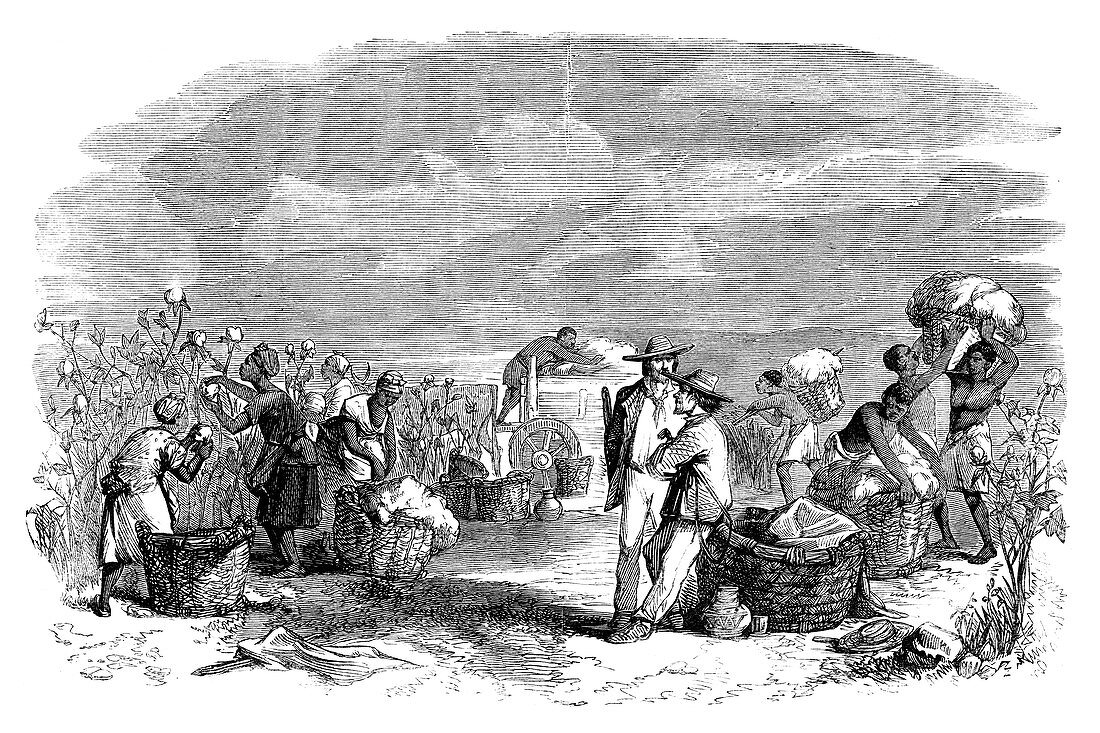 Gathering cotton in a cotton plantation, c1895