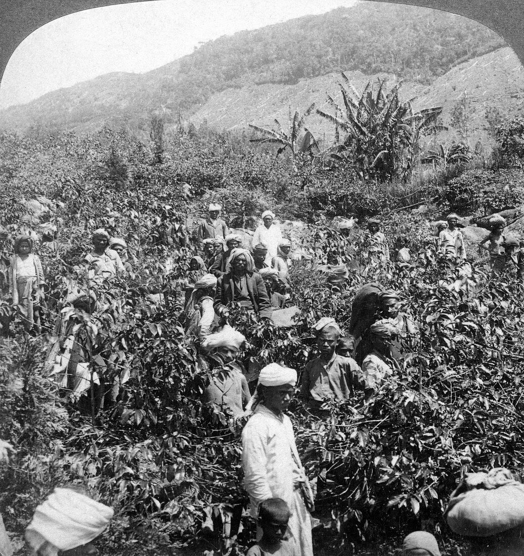 Coffee picking, Dambutenne, Sri Lanka, 1903