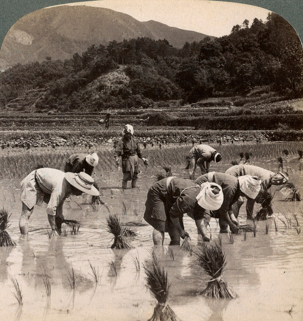 Farm labourers transplanting rice shoots, Kyoto, Japan, 1904
