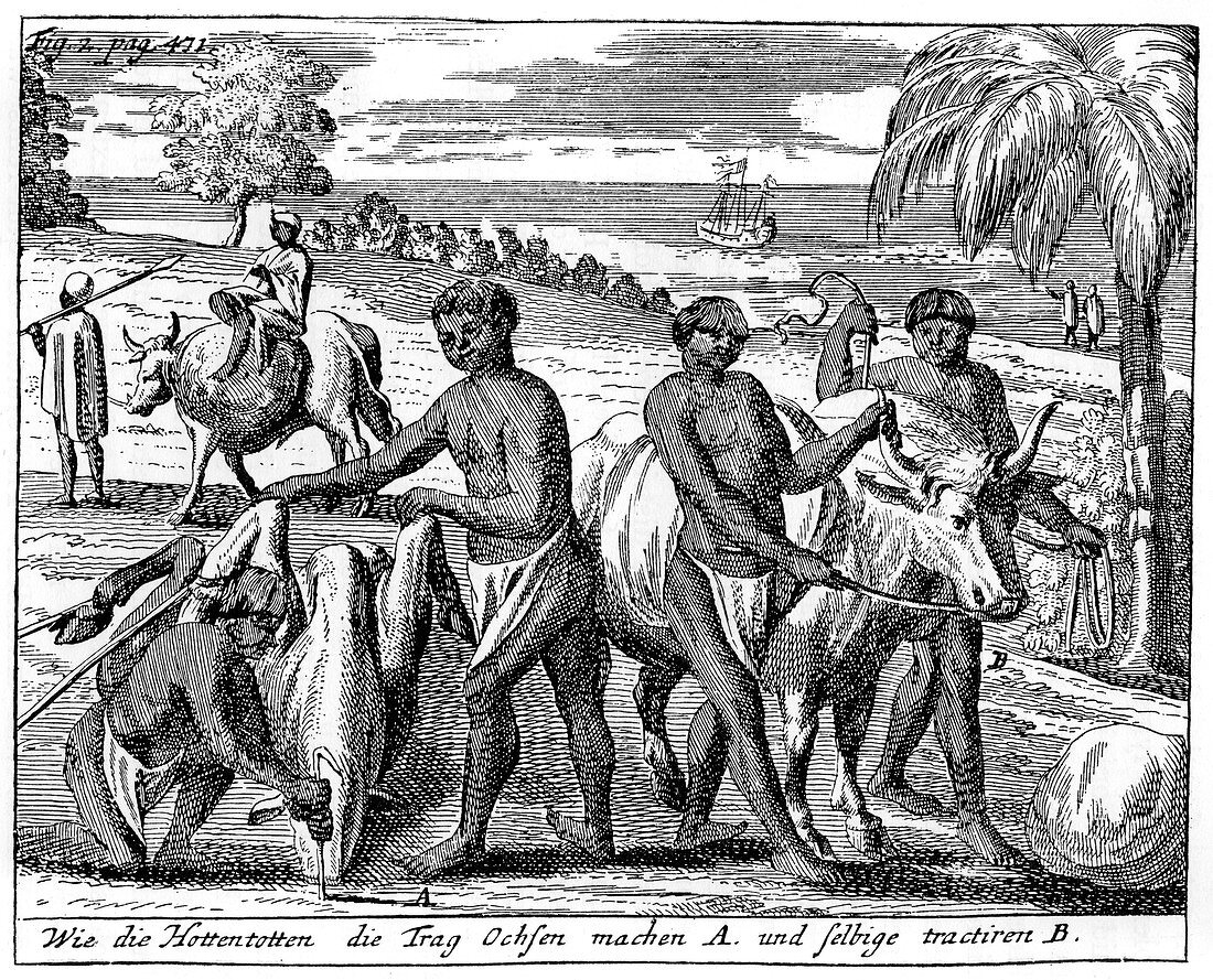 Khoikhois breaking-in oxen, South Africa, 18th century