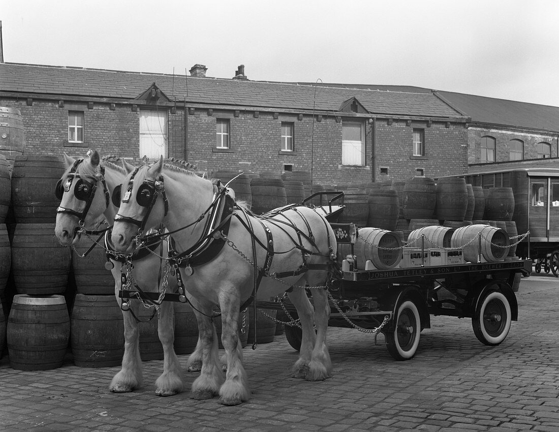 Tetley shire horses and dray, West Yorkshire, 1966