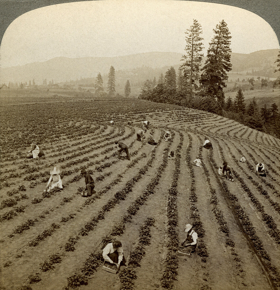 Strawberry picking, Oregon, USA
