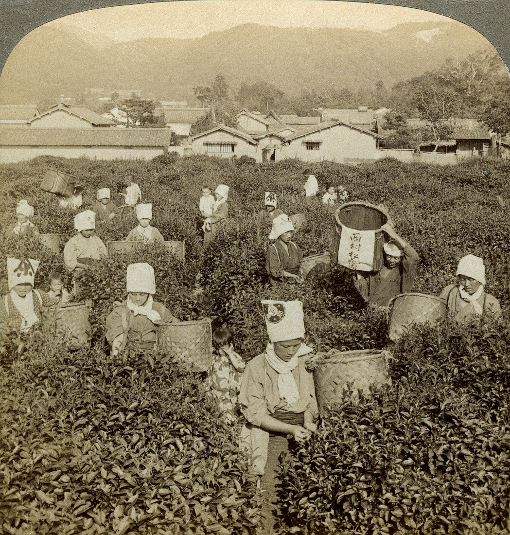 Girls picking tea, Uji, Japan