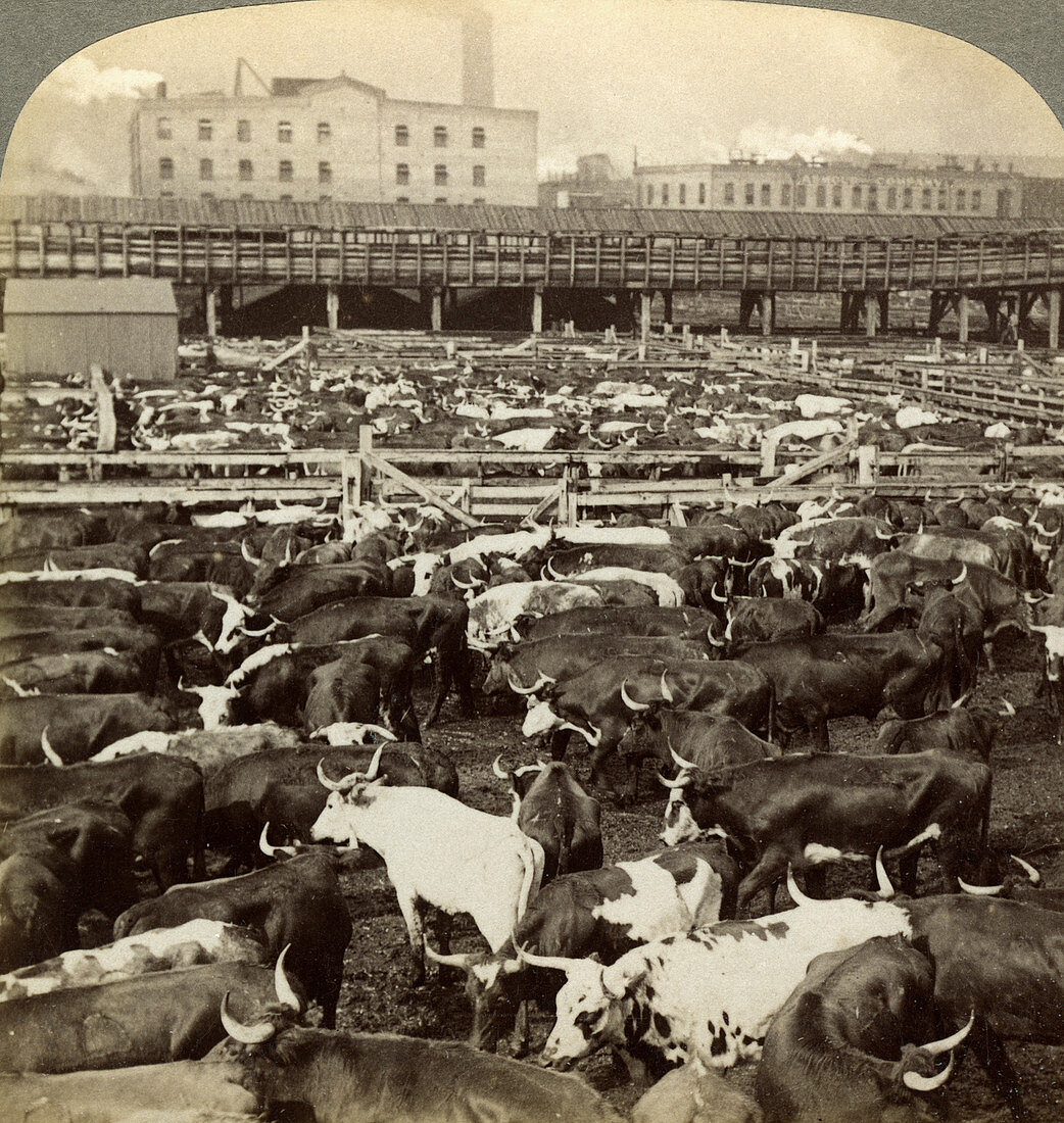 Cattle, Great Union Stock Yards, Chicago, Illinois, USA