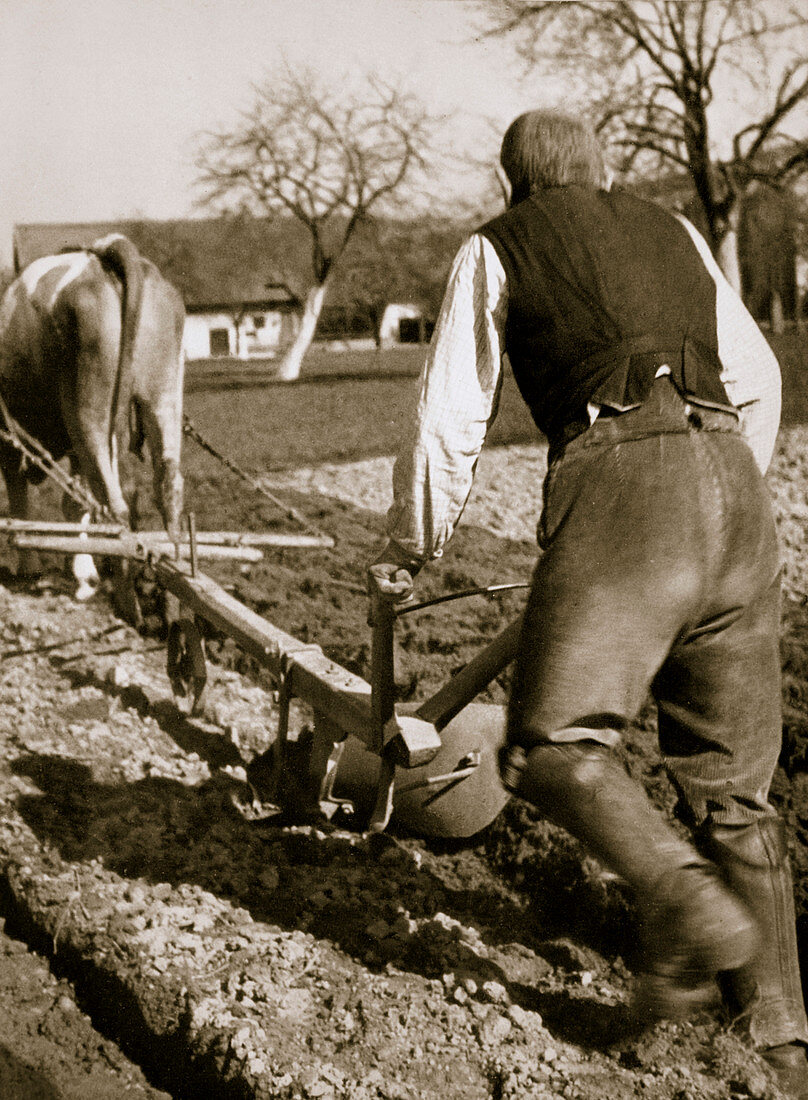 A farmer at work, ploughing a field, Germany, 1936