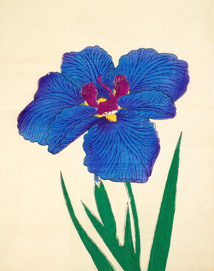 Gosetsu-No-Mai, No 9, 1890, colour woodblock print