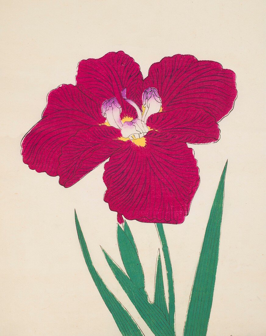 Tai-Hei-Raku, No 18, 1890, colour woodblock print