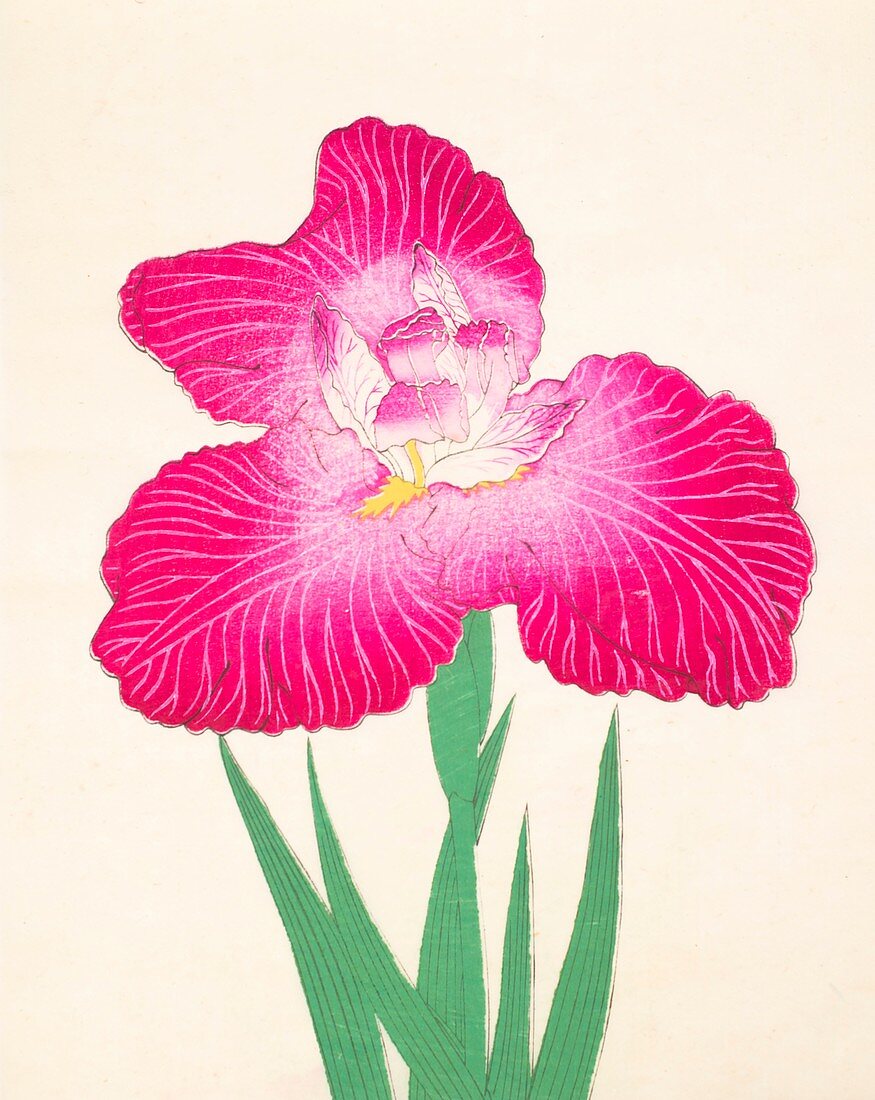 Kyo-Kanoko, No 24, 1890, colour woodblock print