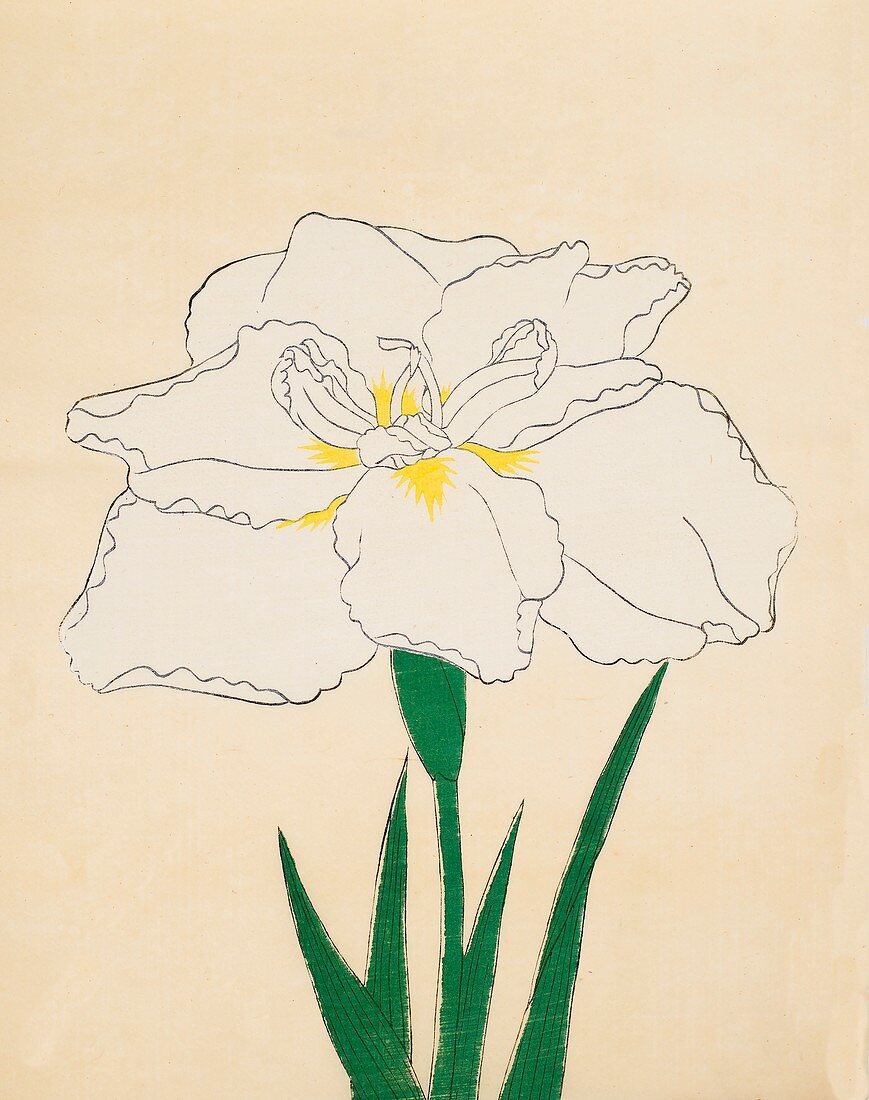 Haku-O-Den, No 40, 1890, colour woodblock print