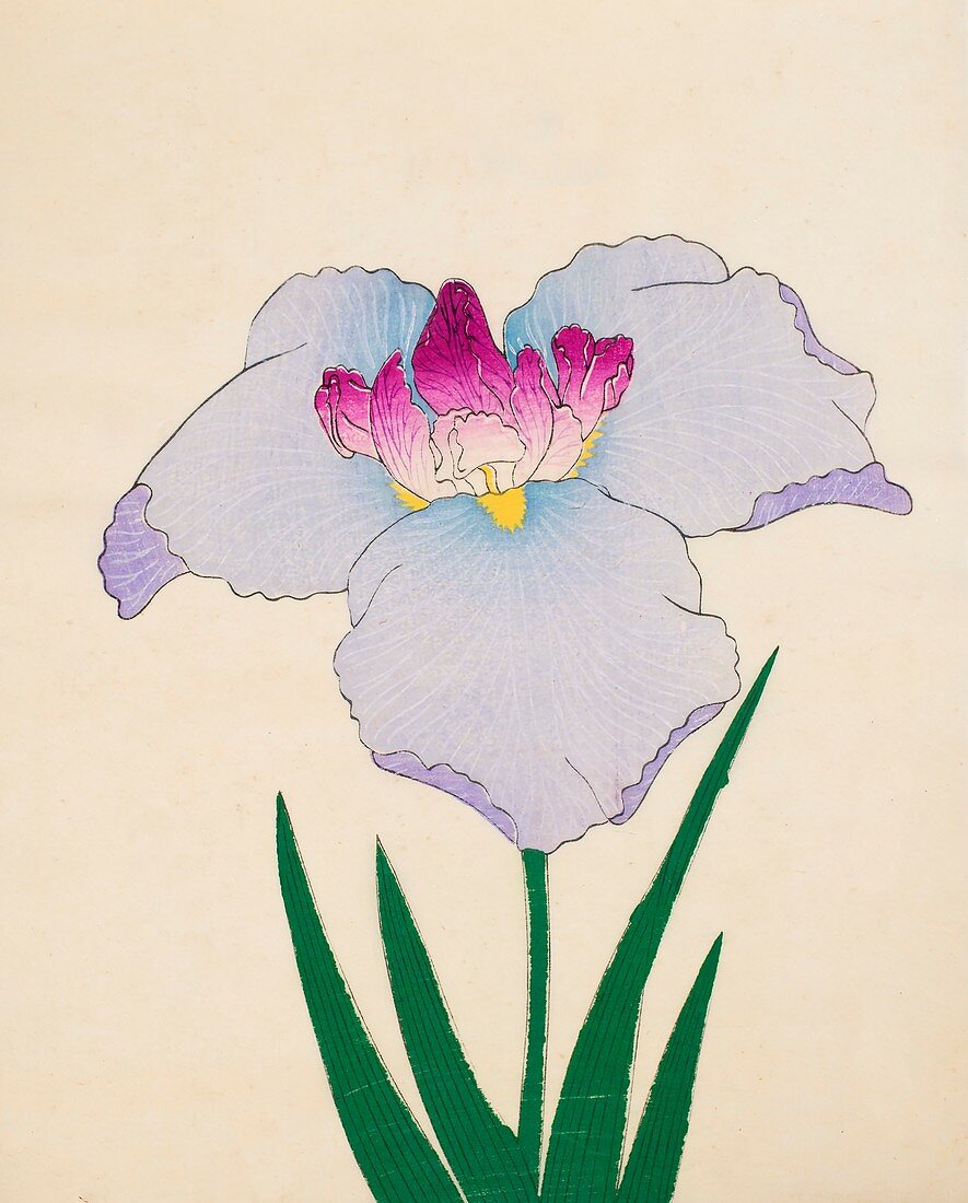 Hoshi-Zukiyo, No 45, 1890, colour woodblock print