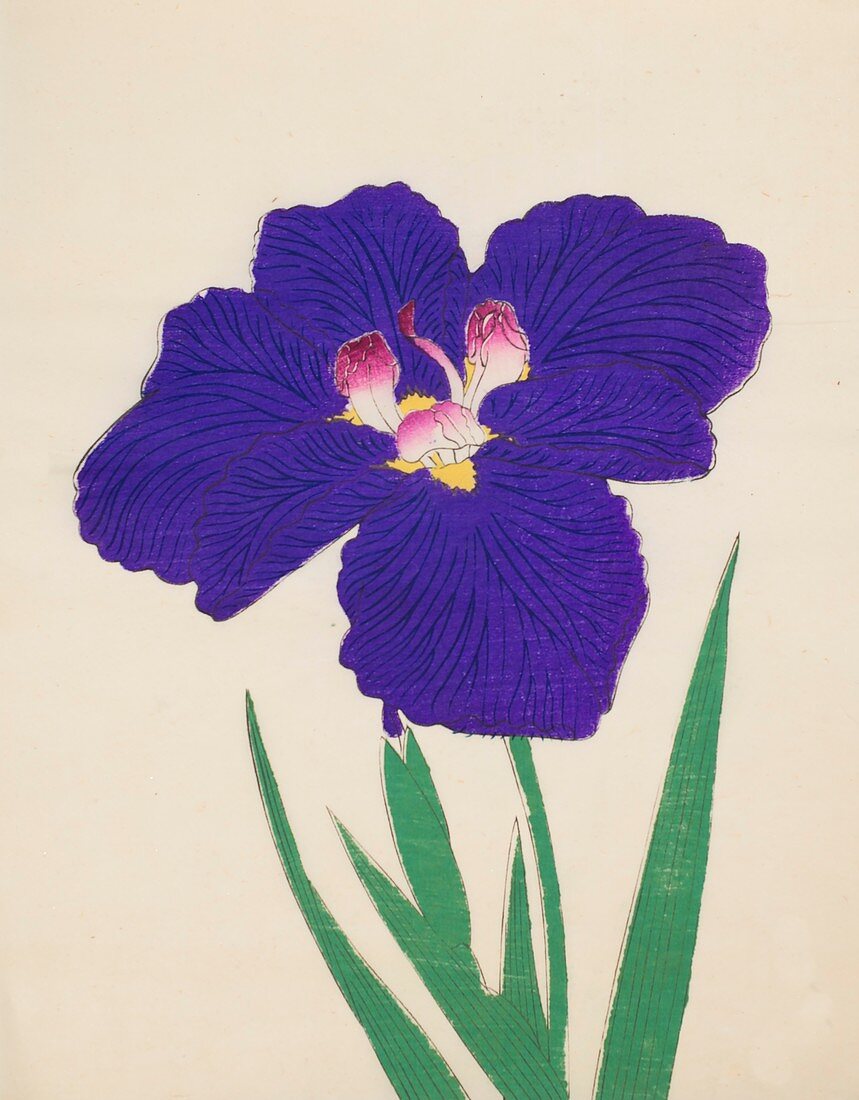 Shira-No-Tamoto, No 49, 1890, colour woodblock print