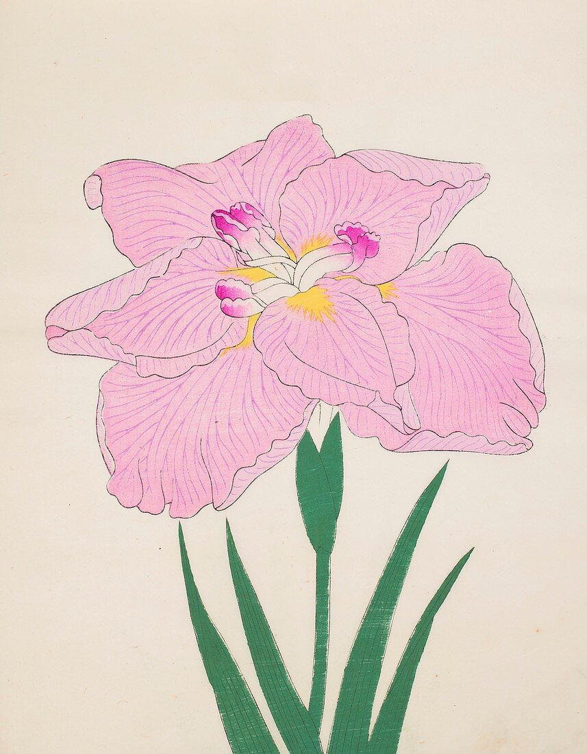 Shu-Fu-Raku, No 58, 1890, colour woodblock print