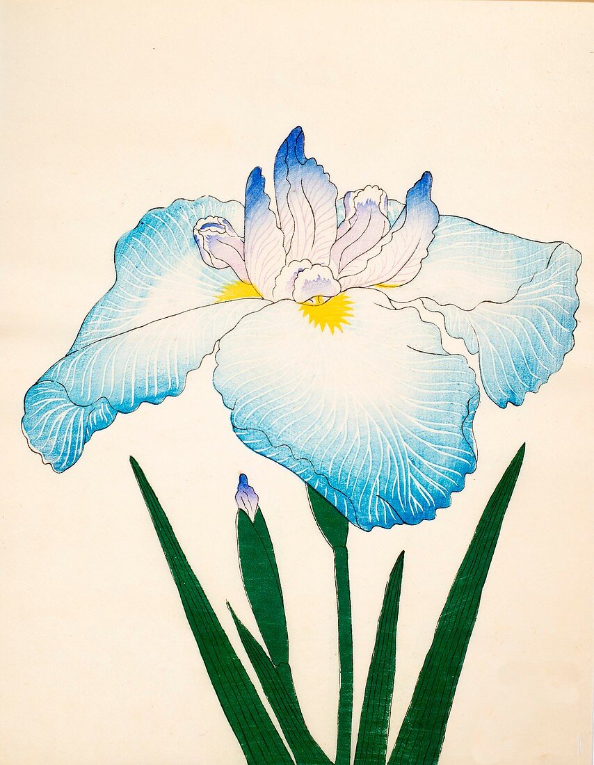 Sazanami, No 68, 1890, colour woodblock print