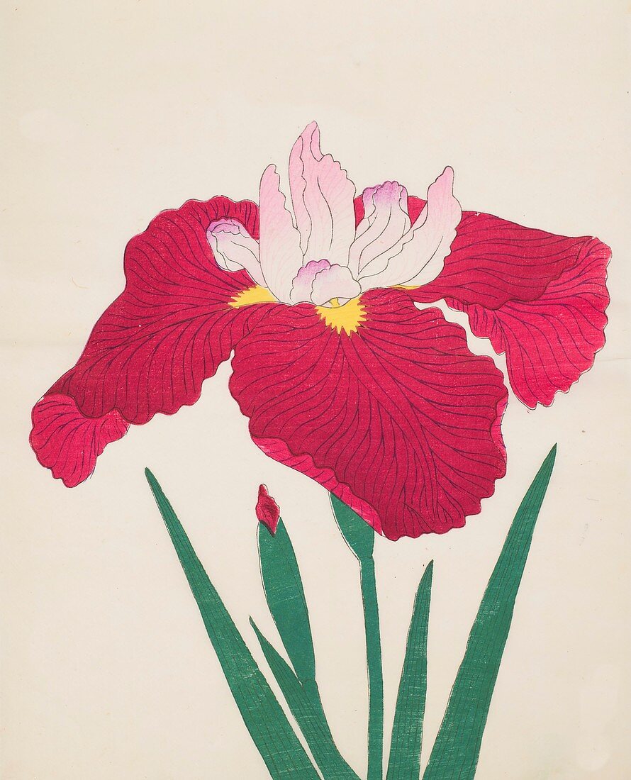 Yamamatayama, No 83, 1890, colour woodblock print