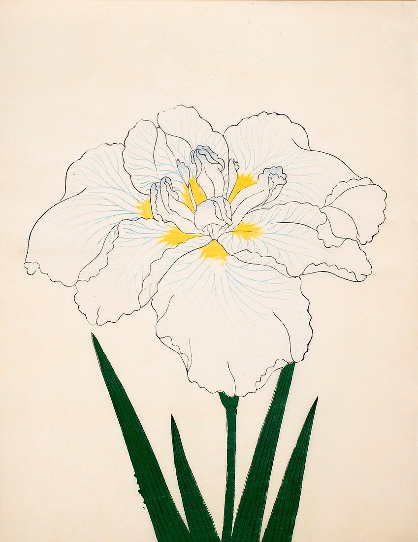 Moro-No-Tsuki, No 97, 1890, colour woodblock print