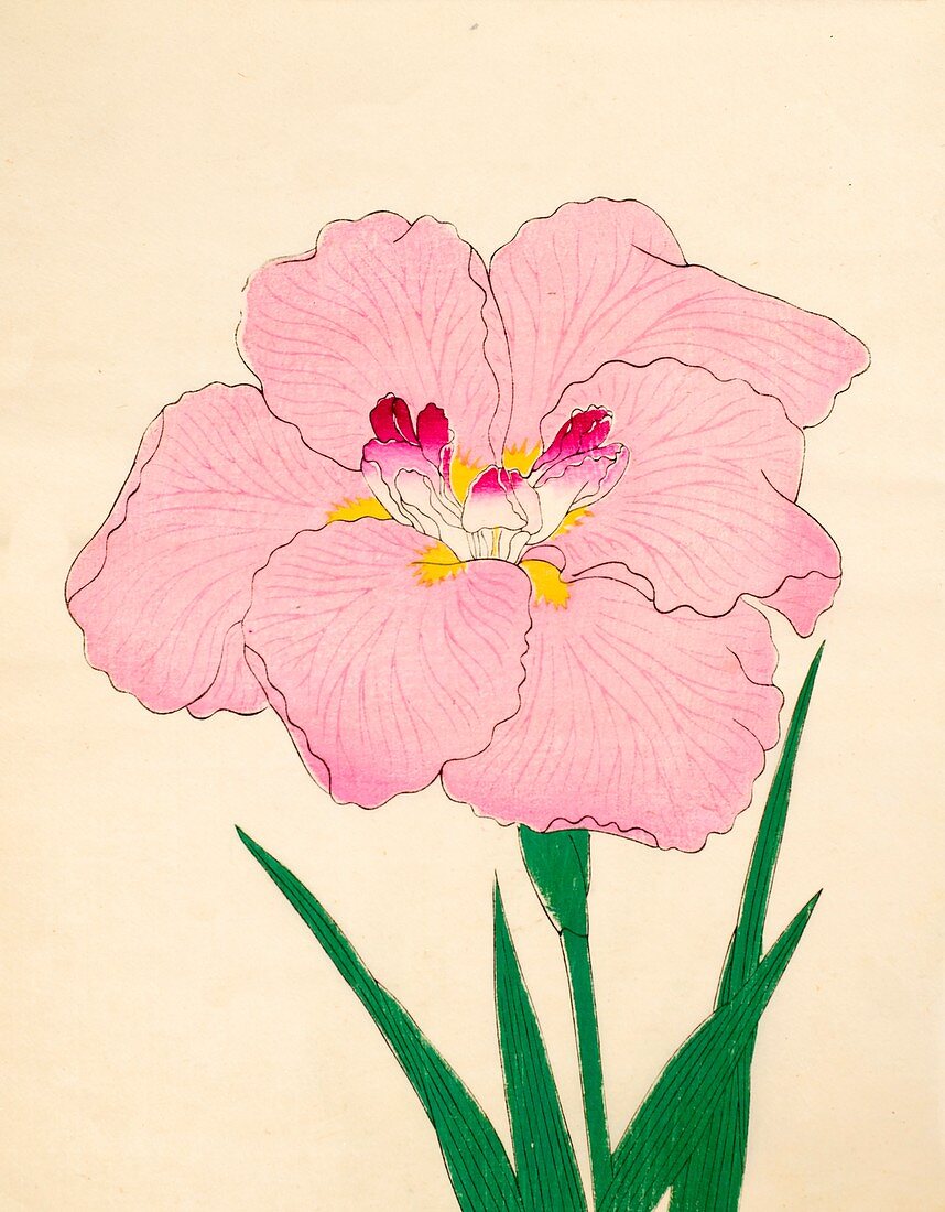 Gofukushoshu, No 86, 1890, colour woodblock print