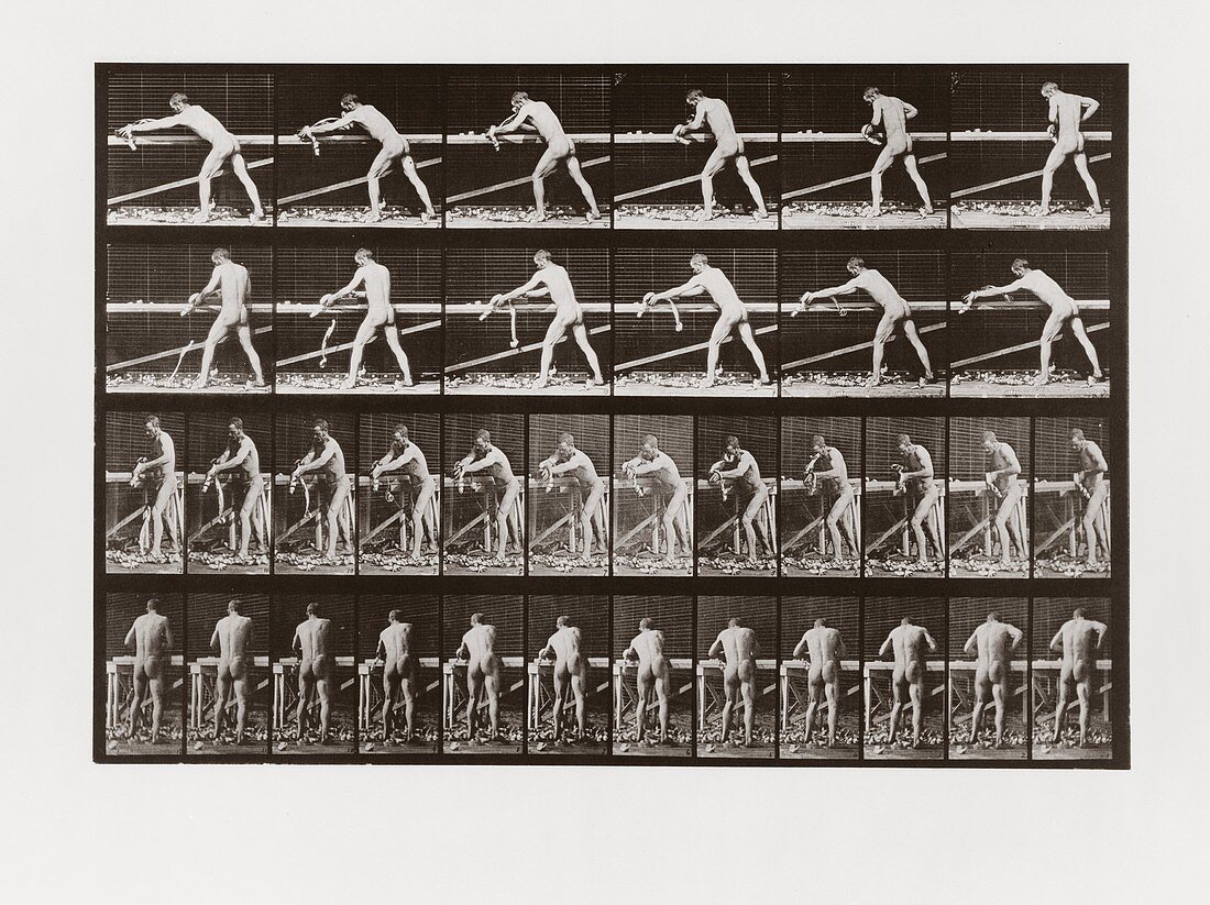 Man planing wood, Plate 379 from Animal Locomotion, 1887