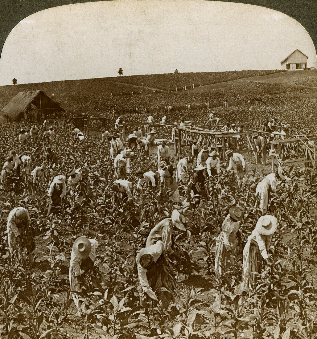 Tobacco field, Montpeller, Jamaica, 1900