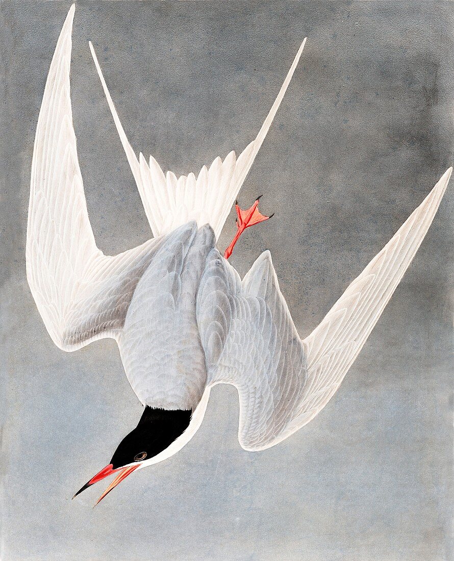 Great Tern, Sterna Hirundo, 1845