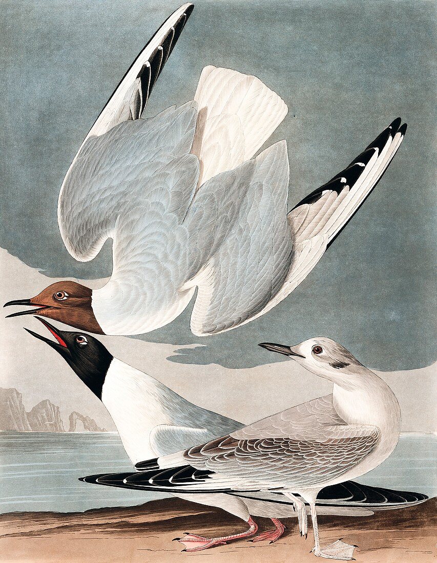 Bonapartian Gull, Larus Bonapartii, 1845
