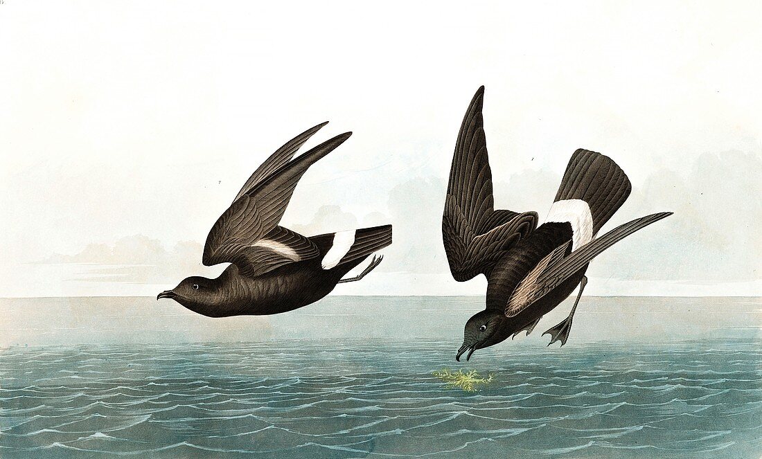 Least Stormy Petrel, Thalassidroma Pelagica, 1845