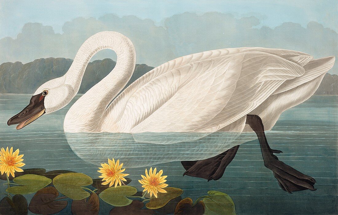 Common American Swan, Cygnus Americanus, 1845