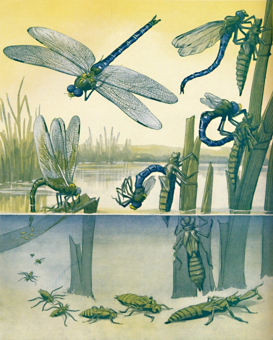 The Beautiful Dragonfly's Life Story, 1935