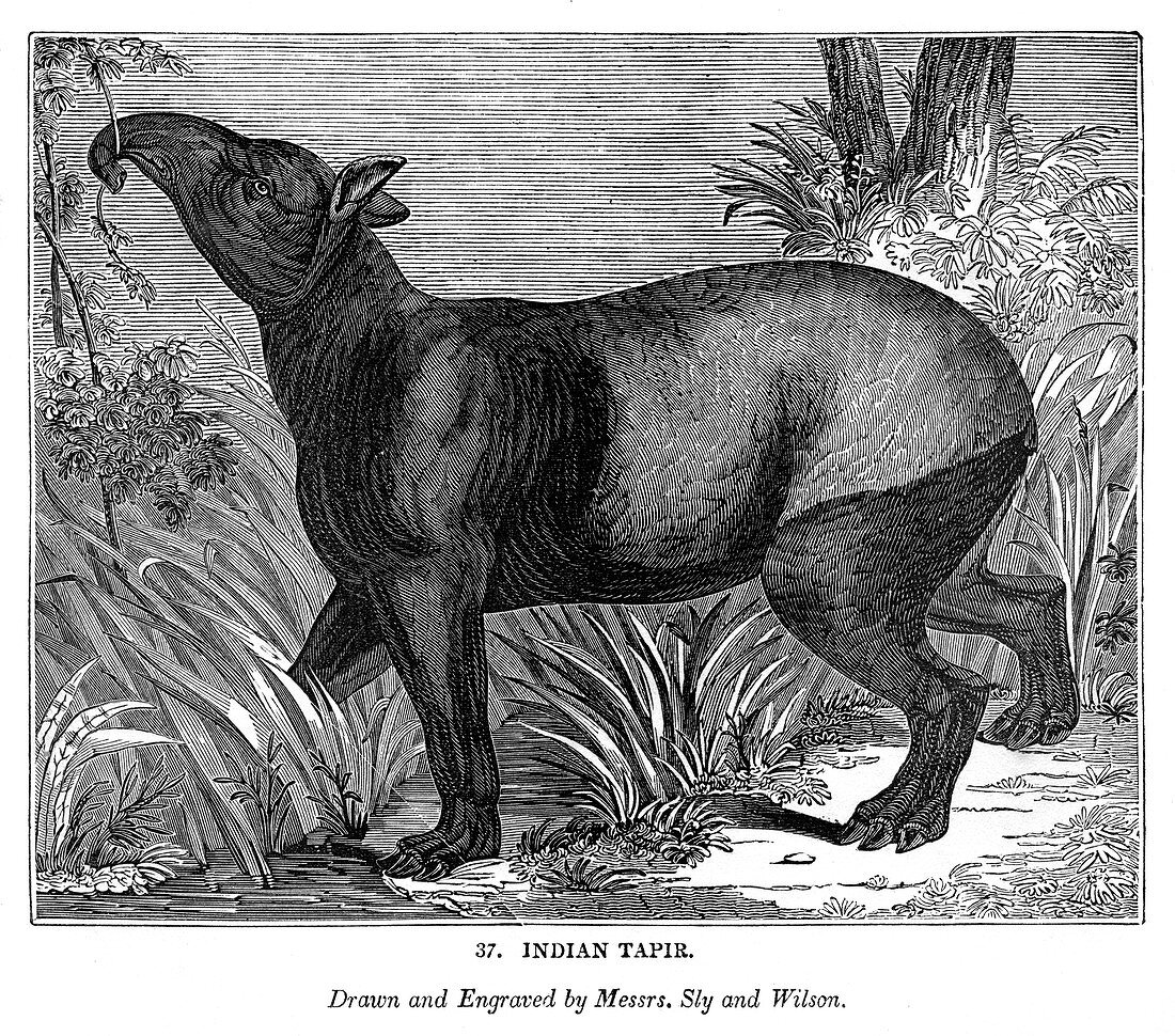 Indian Tapir, 1843