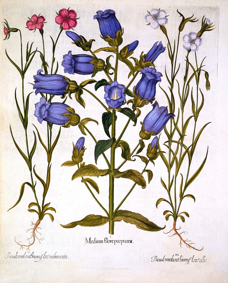 Canterbury Bells, and Corn Cockles