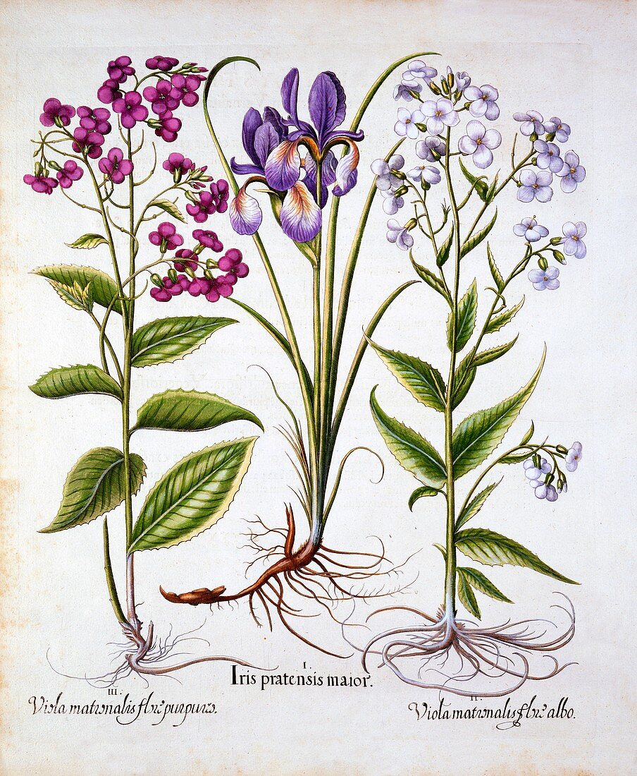 Dame's Violet and a Field Iris, from 'Hortus Eystettensis'