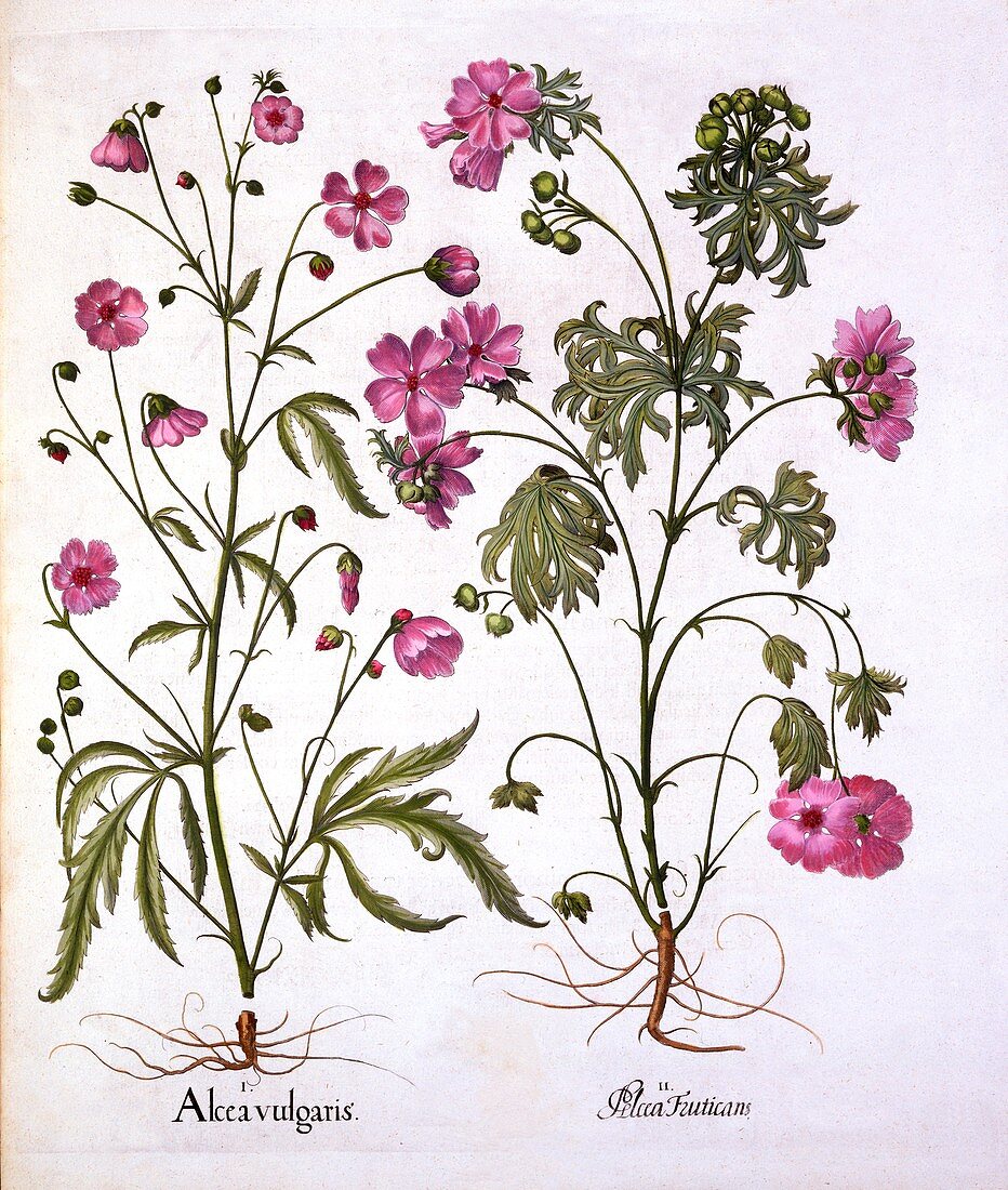 Musk Mallow, from 'Hortus Eystettensis'