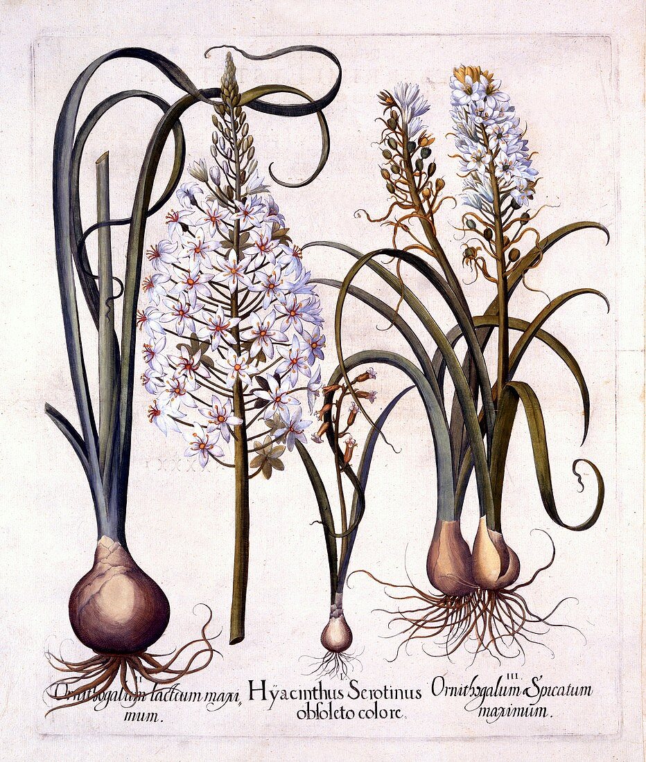 Late Hyacinth and Star-Of-Bethlehem