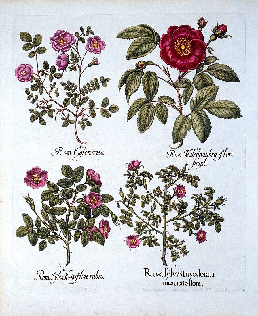Four variets of Dog Rose, from 'Hortus Eystettensis'