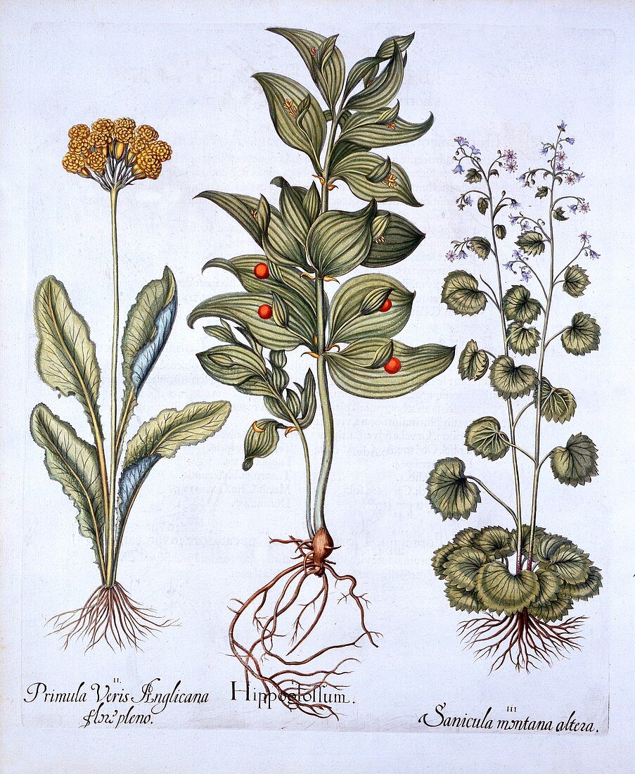 Hippoglossum, Cowslip and Snakeroot