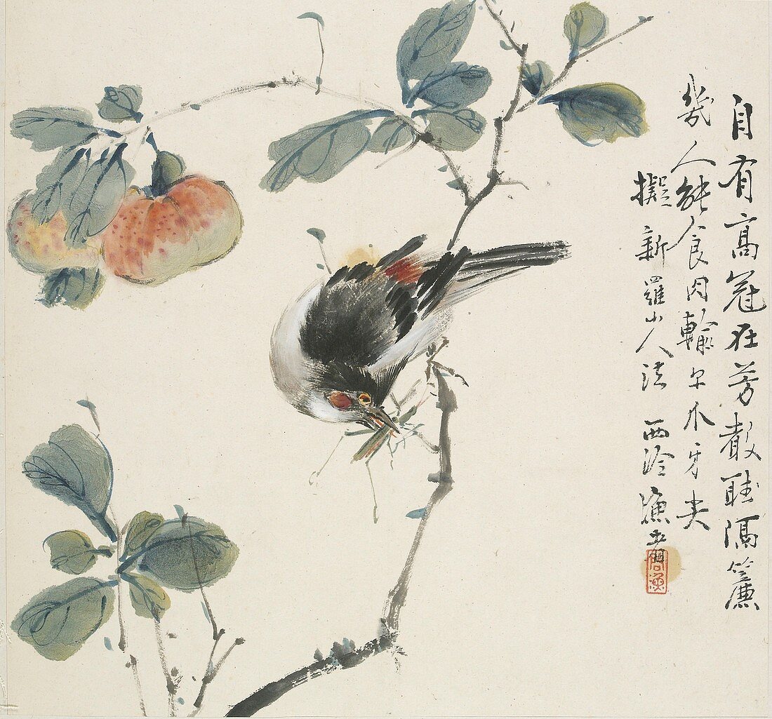 A Chinese Hwamei eating a grasshopper, 1857
