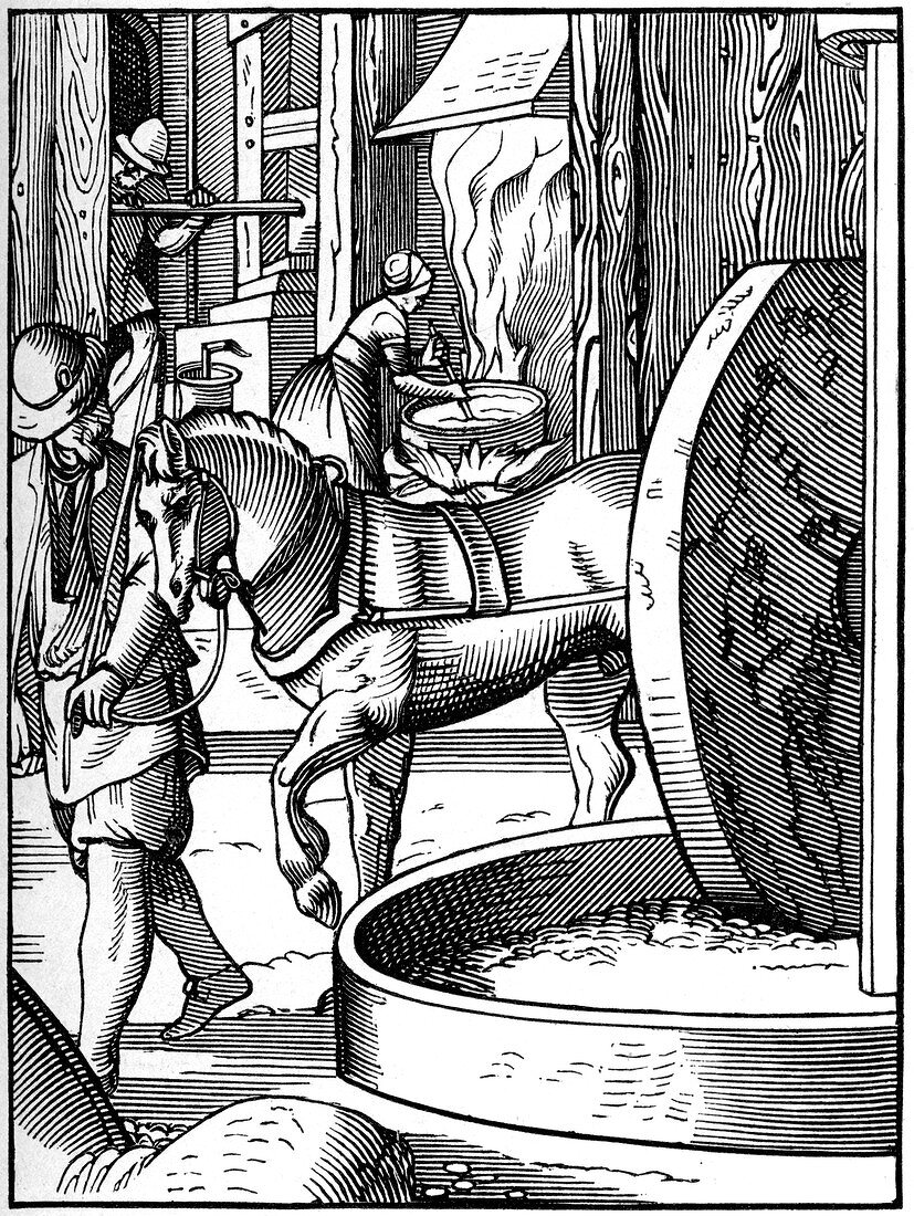 The manufacture of oil, 16th century