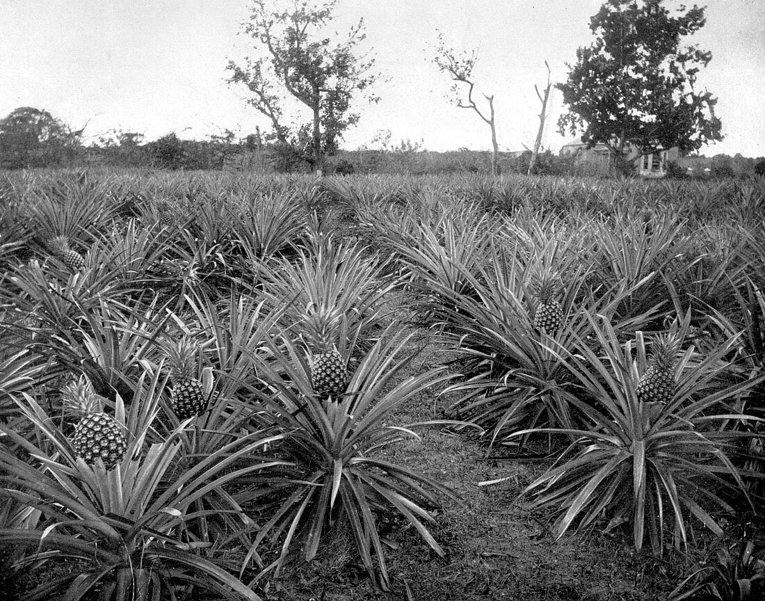Pineapple grove, Jamaica, c1905