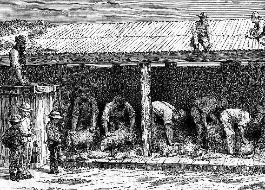 Sheep shearing, Australia, 1886