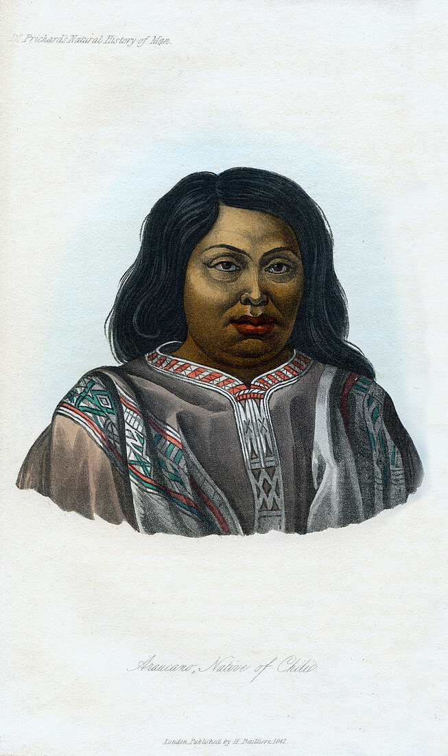 Araucano, Native of Chili', 1848
