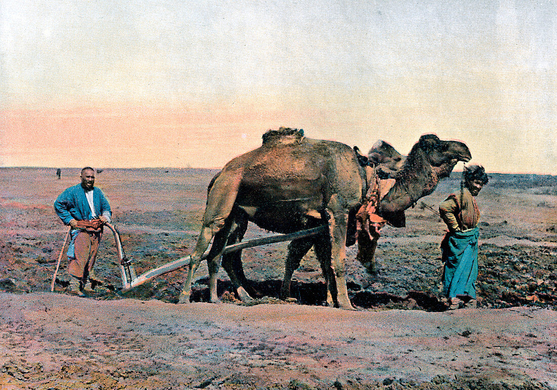 Farm labourers ploughing with a camel, Caucasus, c1890