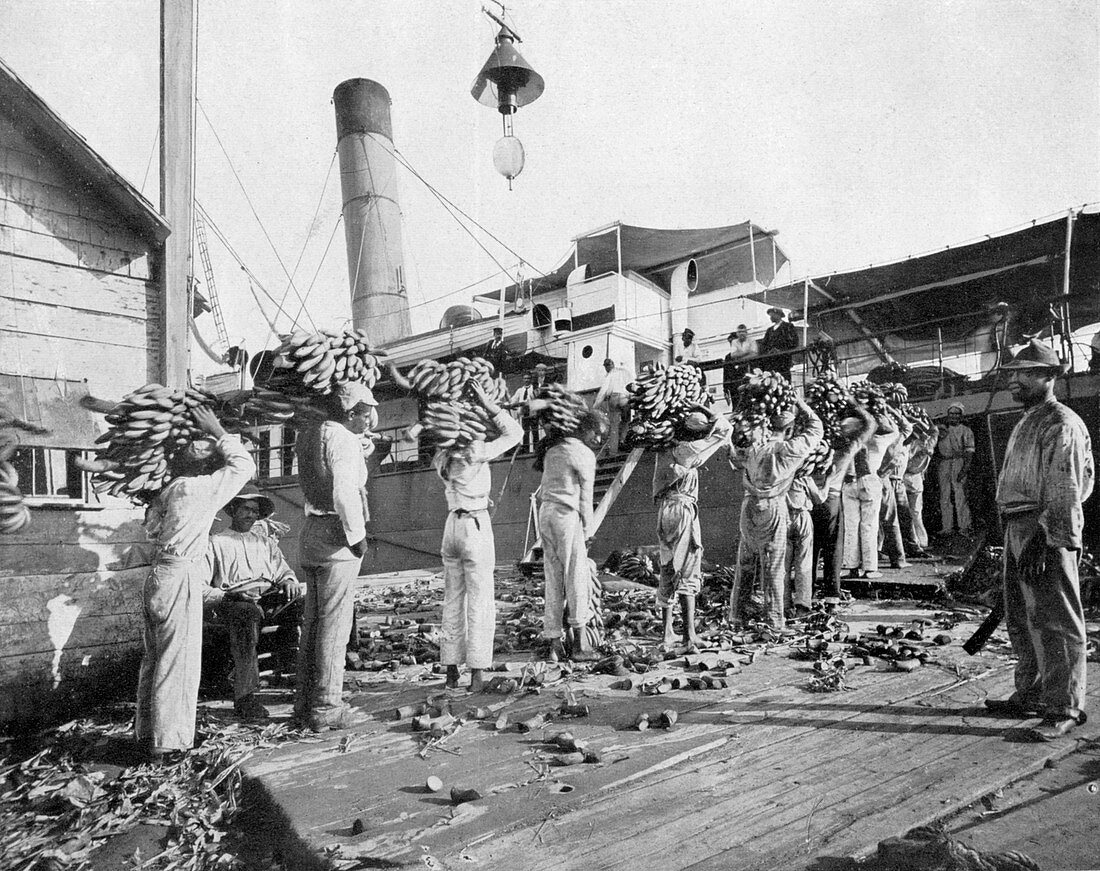 Loading bananas, Port Antonio, Jamaica, c1905