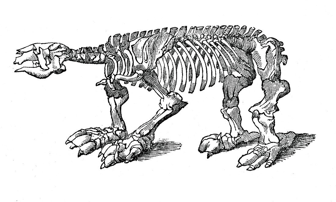 Skeleton of Megatherium, extinct giant ground sloth, 1833