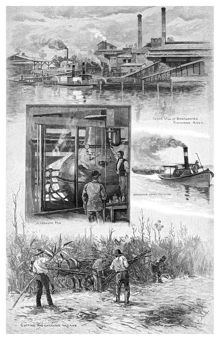 The sugar industry, Richmond River, Australia, 1886