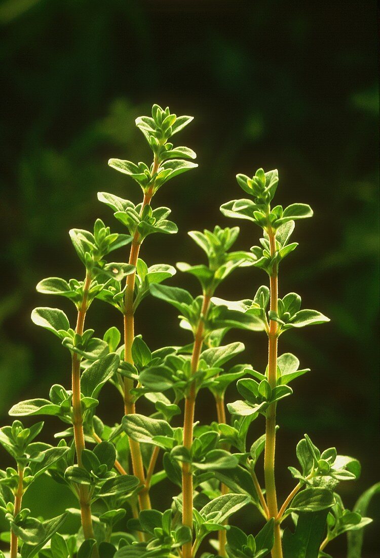 Fresh Marjoram Growing in a Field