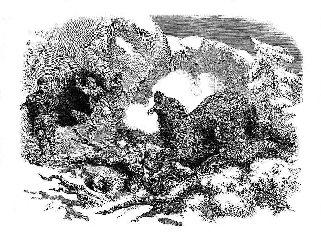 Jack Curling's narrow escape from a ferocious bear, 1855