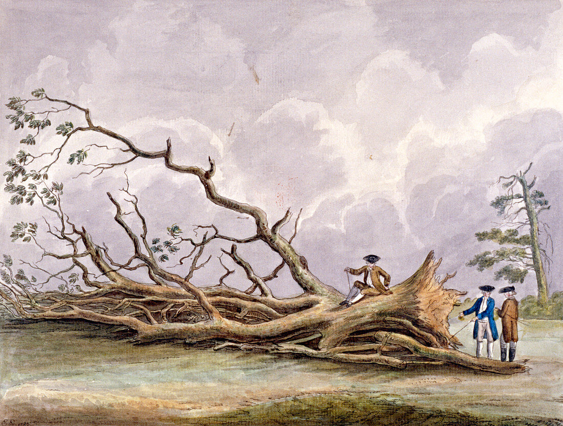 Trees damaged by a storm of 15th October, London, 1780