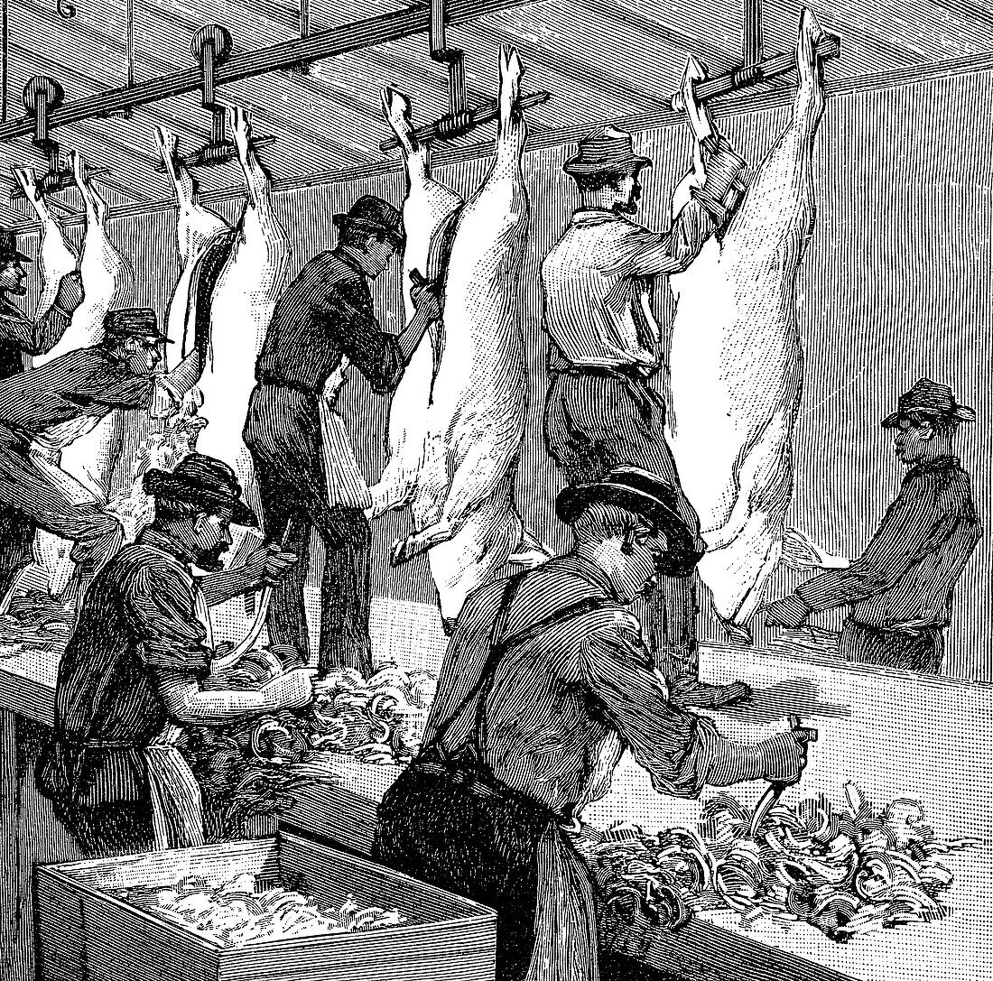 Armour Company's pig slaughterhouse, Chicago, USA, 1892